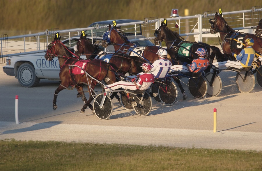 Horses at Starting Gate