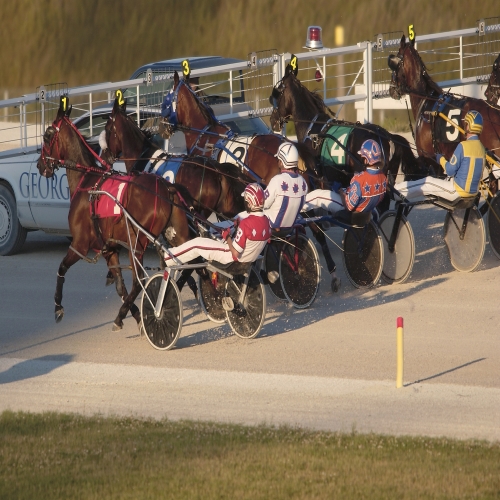 Horses behind the starting gate
